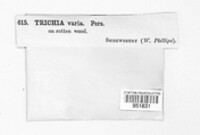 Trichia varia image